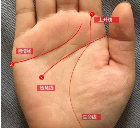 女人掌纹发布图