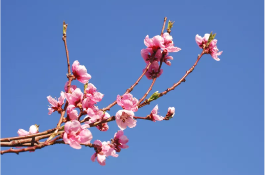 什么是桃花位? 什么是桃花位?