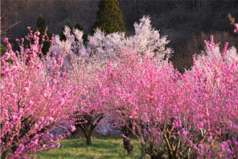 桃花运