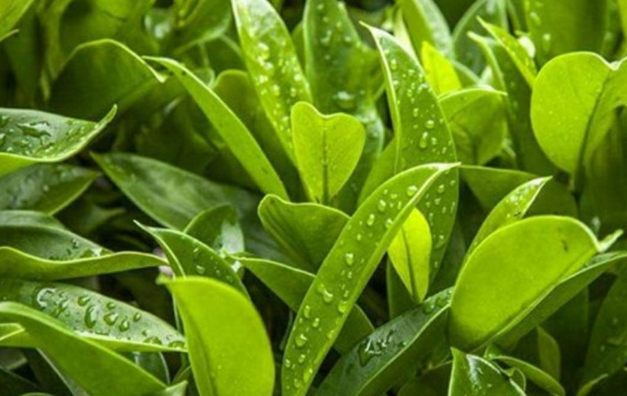 绿色植株聚财